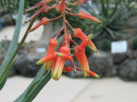 Aloe isaloensis