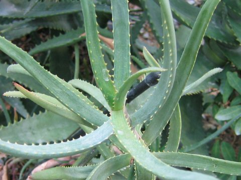 Aloe isaloensis