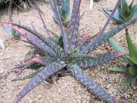 Aloe jacksonii