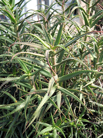 Aloe kendogensis