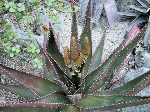 Aloe limpopovalley