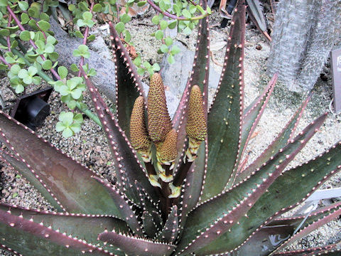 Aloe limpopovalley