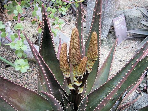 Aloe limpopovalley