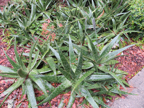 Aloe maculata