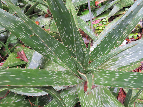 Aloe maculata