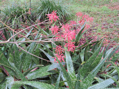 Aloe maculata