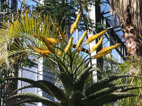 Aloe marlothii