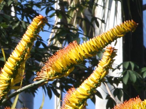 Aloe marlothii