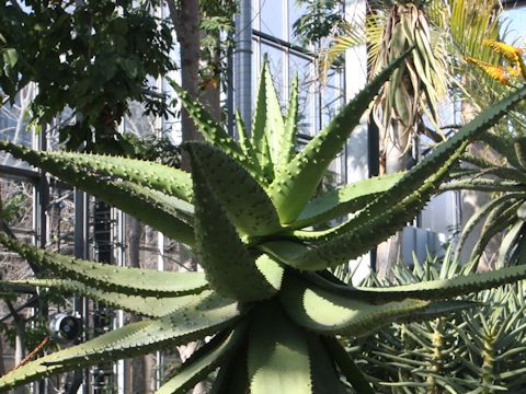 Aloe marlothii