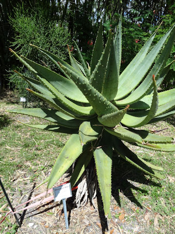 Aloe marlothii