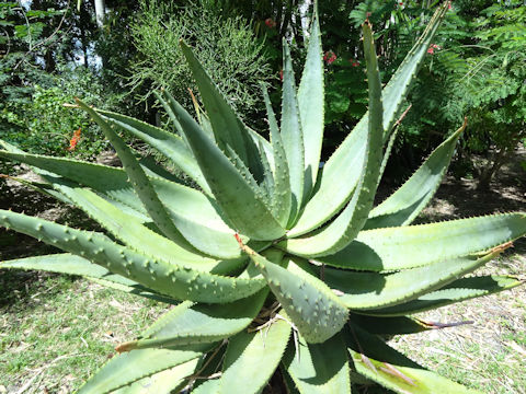 Aloe marlothii