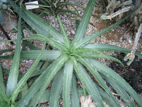 Aloe somaliensis var. marmorata