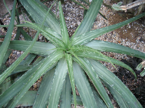 Aloe somaliensis var. marmorata