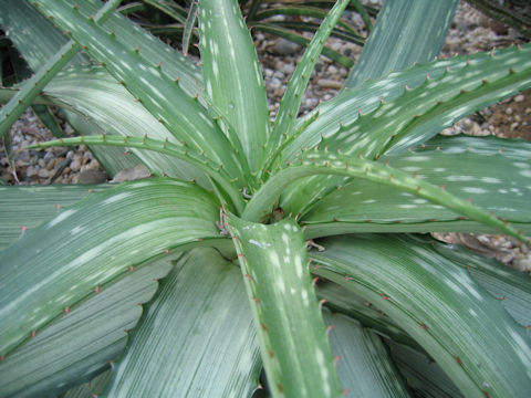 Aloe somaliensis var. marmorata