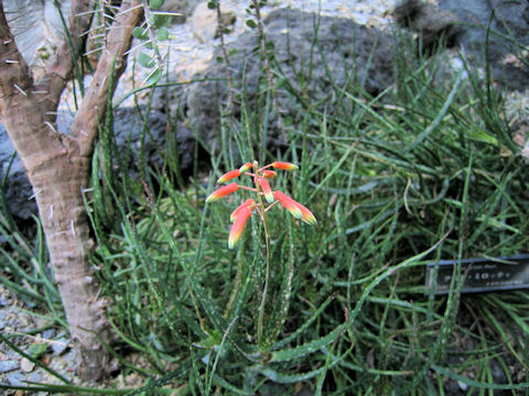 Aloe millotii