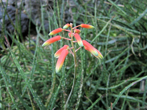 Aloe millotii