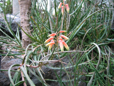 Aloe millotii