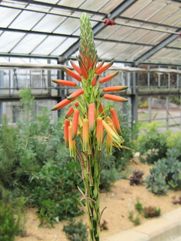 Aloe lineata var. muirii