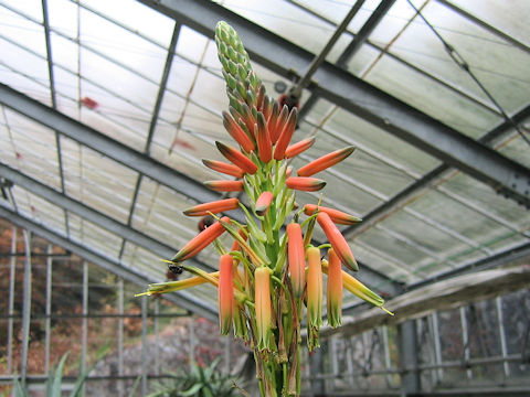 Aloe lineata var. muirii