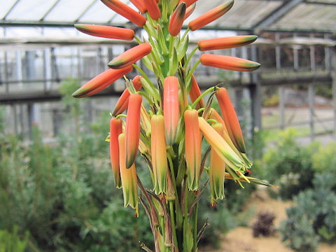 Aloe lineata var. muirii