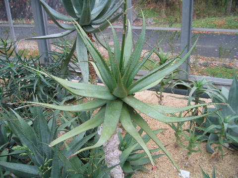 Aloe lineata var. muirii