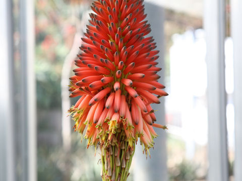 Aloe mutabilis