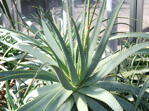 Aloe mutabilis