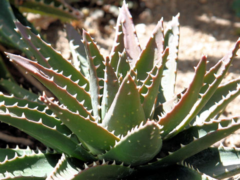 Aloe nobilis