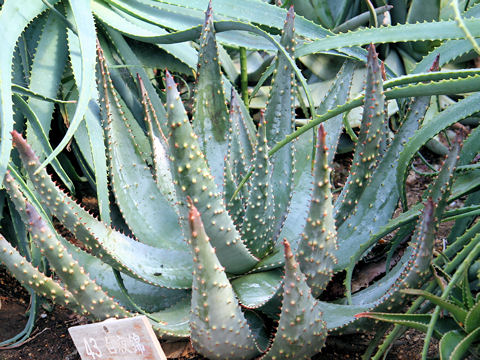 Aloe ortholopha