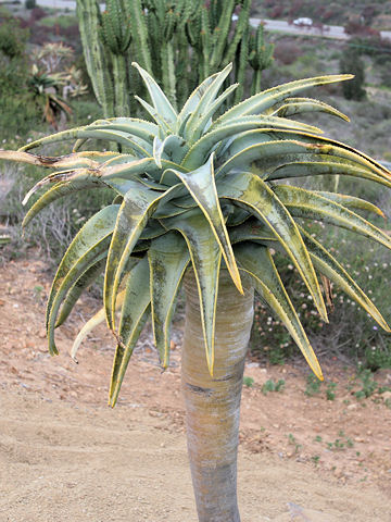 Aloe pillansii