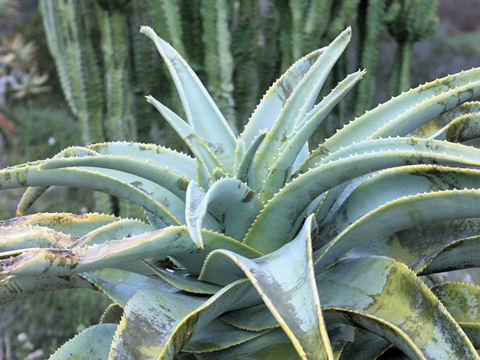 Aloe pillansii