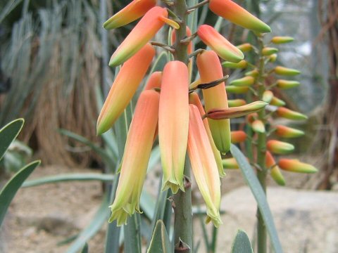 Aloe plicatilis