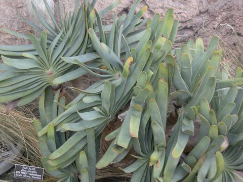 Aloe plicatilis