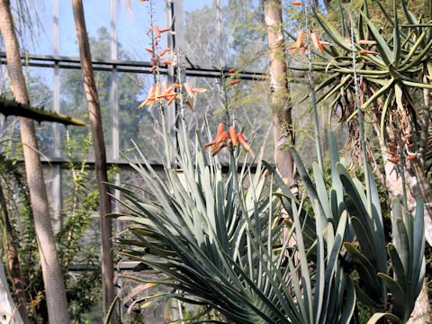 Aloe plicatilis