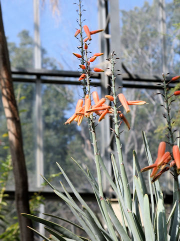 Aloe plicatilis