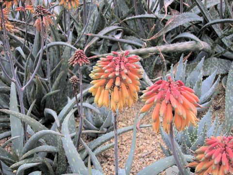 Aloe sinkatana