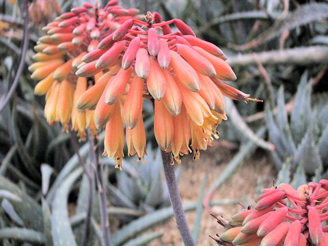 Aloe sinkatana