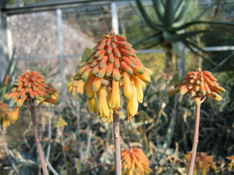 Aloe sinkatana