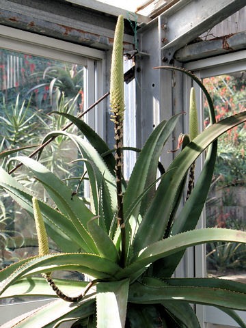 Aloe spicata