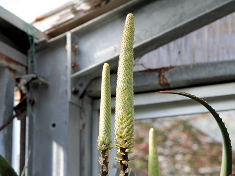 Aloe spicata