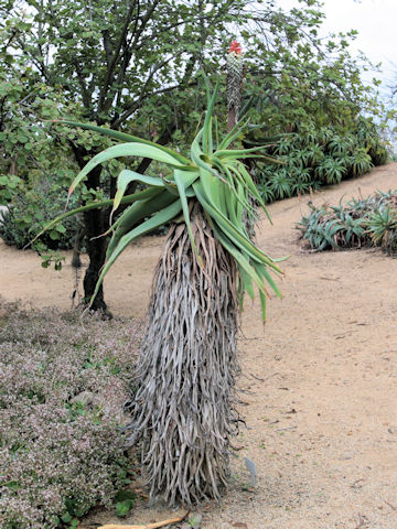 Aloe speciosa