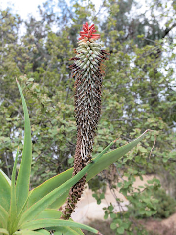 Aloe speciosa