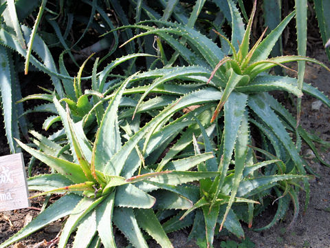 Aloe spinosissima