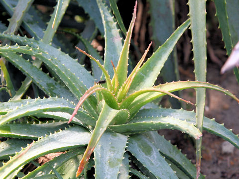 Aloe spinosissima