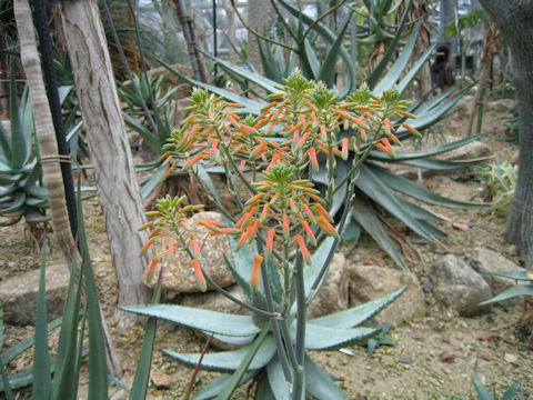 Aloe striata