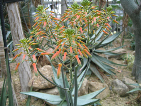 Aloe striata