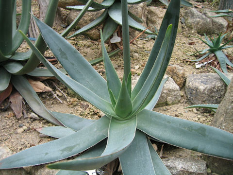 Aloe striata