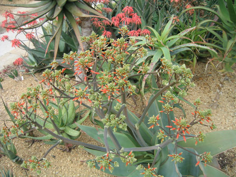 Aloe striata