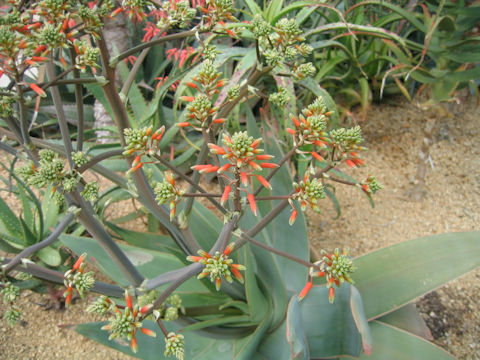 Aloe striata