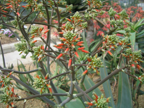 Aloe striata